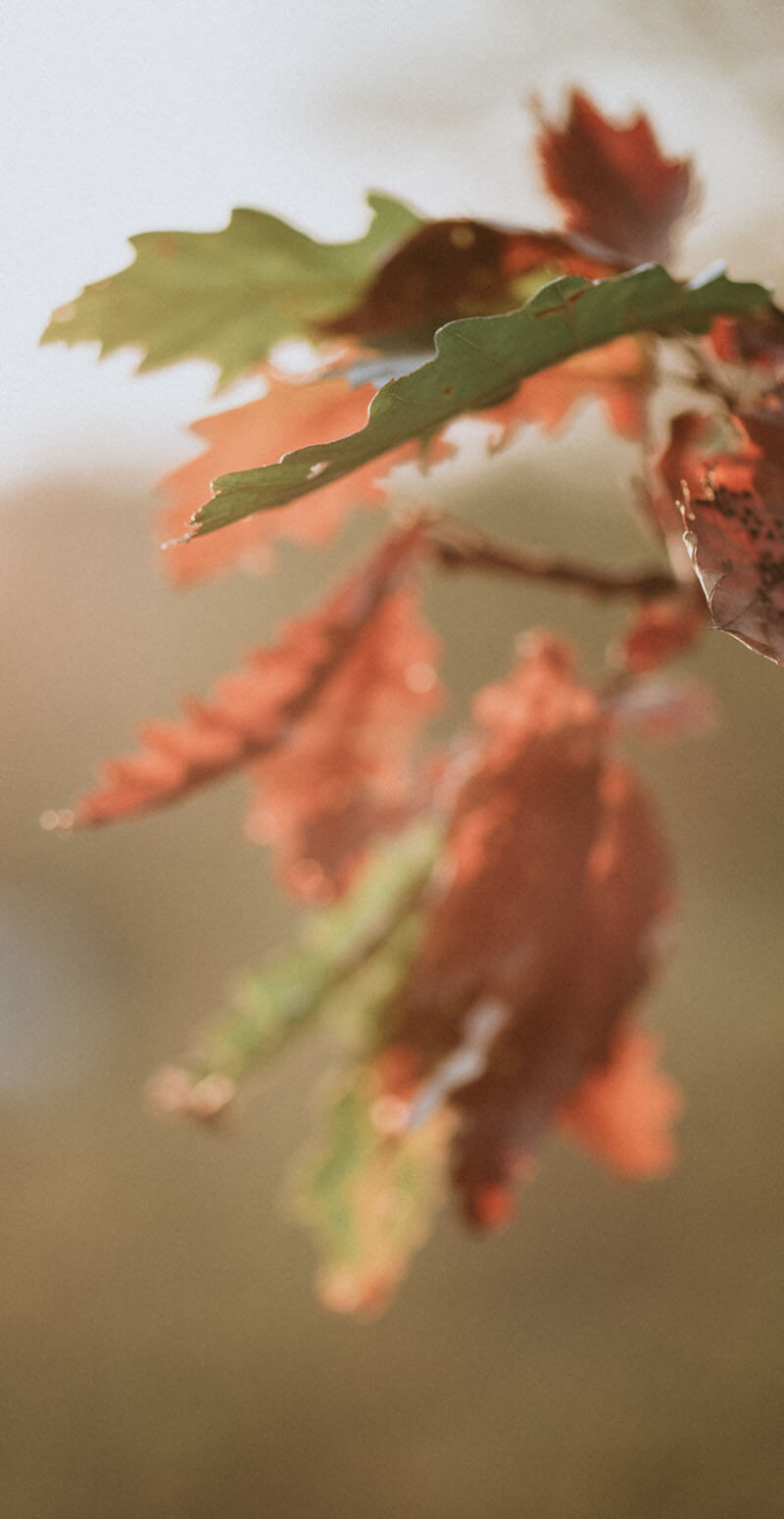 artistic photo of multi colored autumn leaves